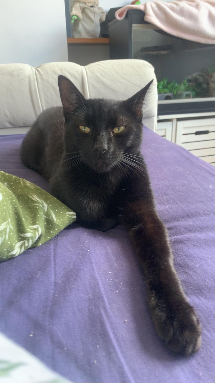 FUNDED! :) Custom Memorial Cat Plush – Dennis [£30/£30]