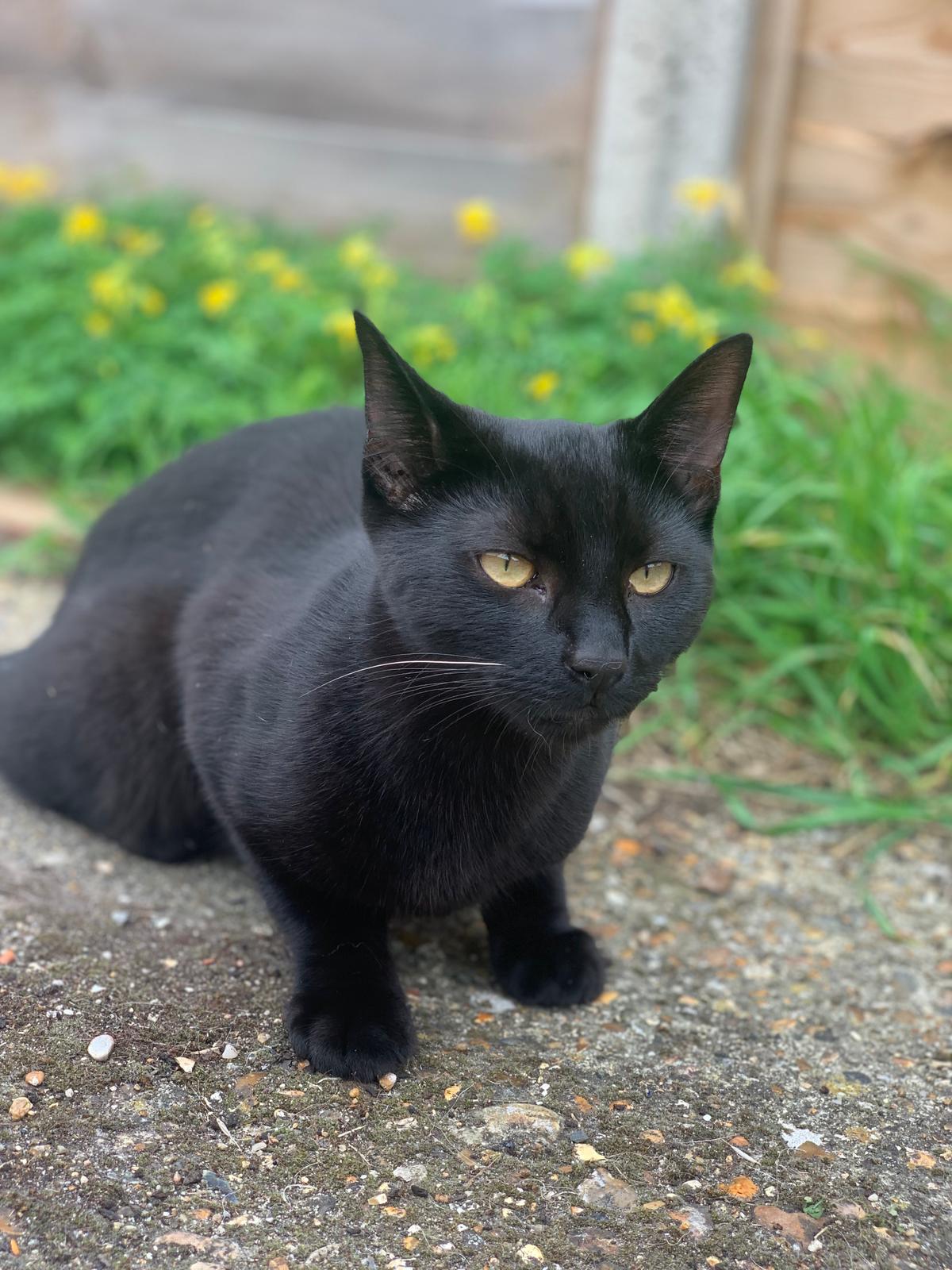 FUNDED! :) Custom Memorial Cat Plush – Dennis [£30/£30]