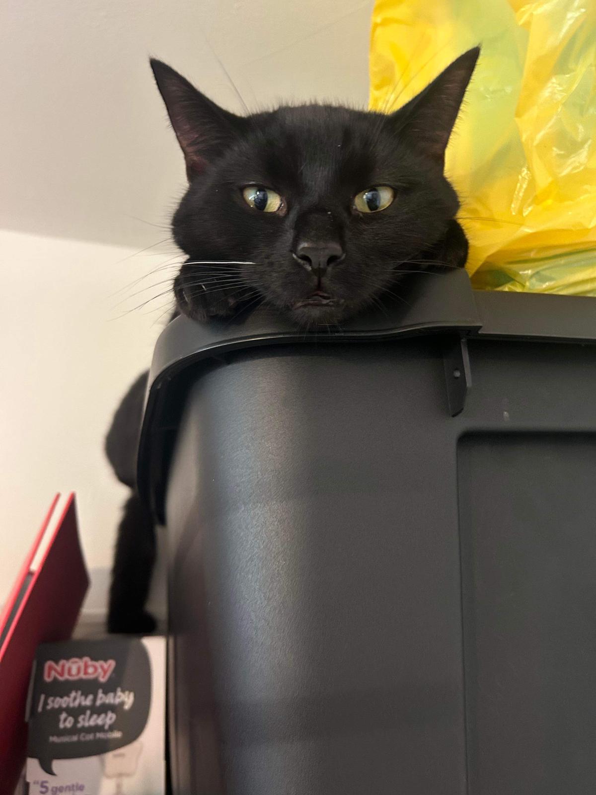 FUNDED! :) Custom Memorial Cat Plush – Dennis [£30/£30]
