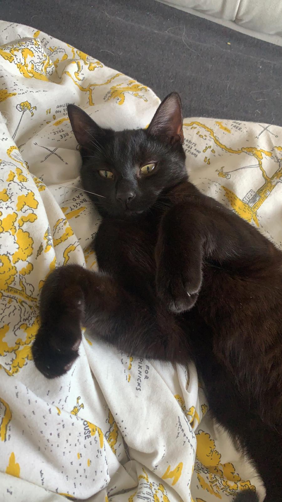 FUNDED! :) Custom Memorial Cat Plush – Dennis [£30/£30]